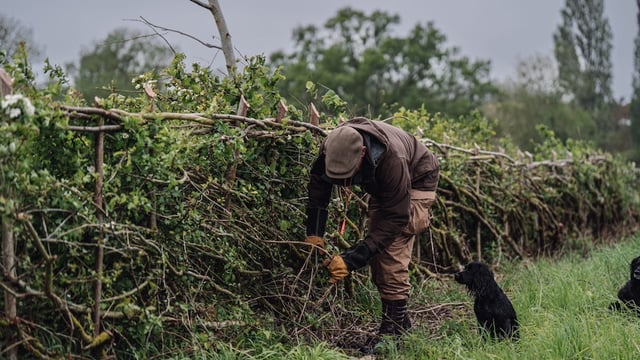 HedgeRow Fest 2025 to celebrate hedges as vital habitats