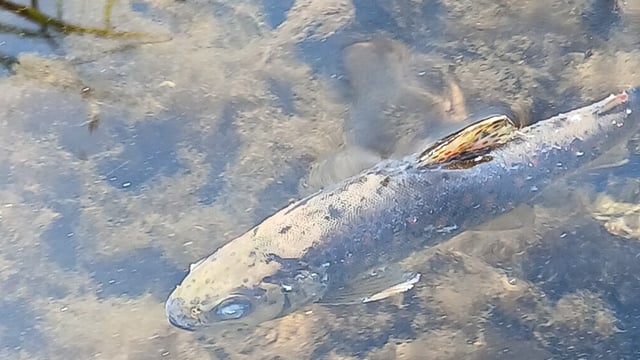 'No causal link' between milk processing and Blackwater fish kill