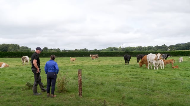 Beefing up animal health at Tateetra &amp; Rathmore Farms with injectable dosing
