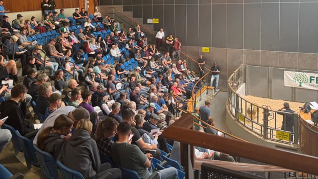 Average sale price of €913 at Sheep Ireland Multi-breed ram sale