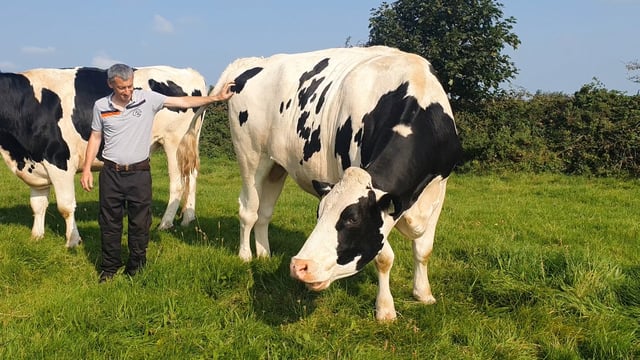 Video: Is this the biggest Holstein Friesian in Ireland?