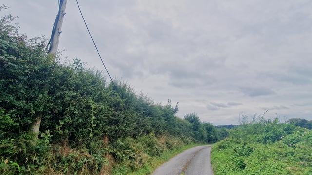 Wires may be crossed as hedge-cutting season begins