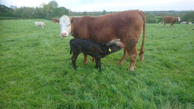 'Breeding heifer payment needed' to halt fall in cattle numbers - mart manager
