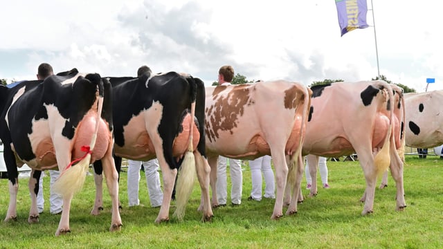 Who won the Senior Champion Cow competition at the Tullamore Show?