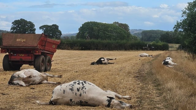 UK vet practice sounds warning after livestock hemlock poisoning
