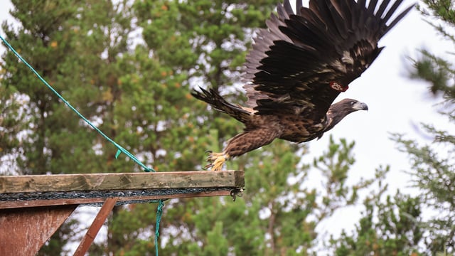 White-tailed eagles successfully reintroduced to wild in Co. Kerry