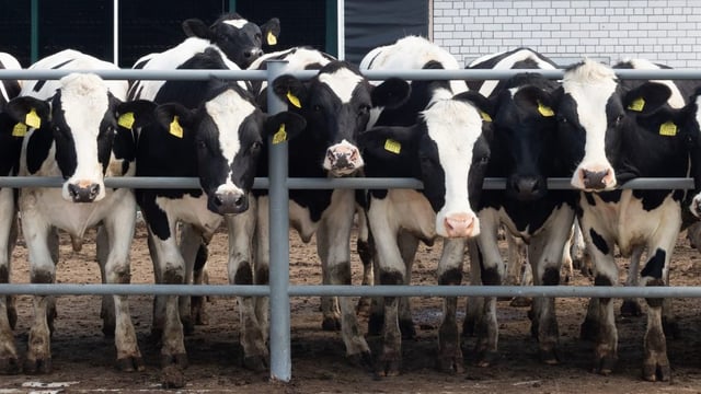 Milk prices in Europe up 15% year on year through July 2025 - Rabobank