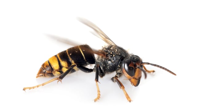 NIEA urges vigilance in NI after sighting of Asian hornet in Cork