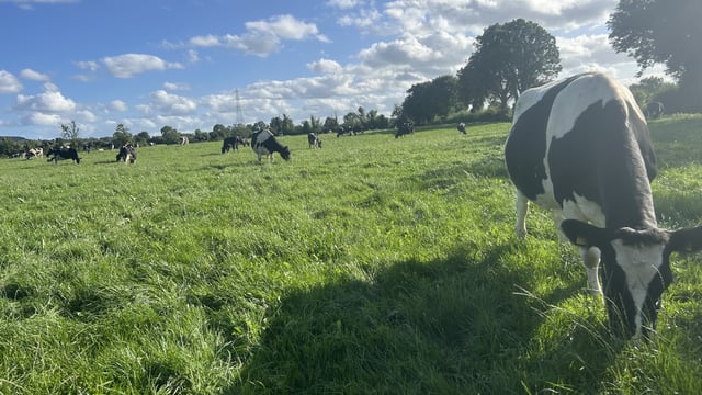 Grass: Setting the farm up for success in spring starts in autumn