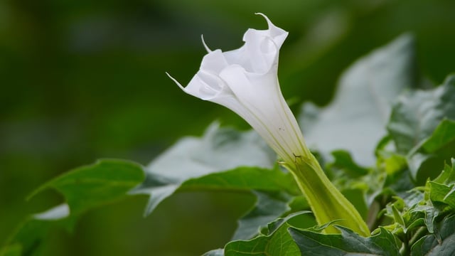 Have you seen 'jimson weed' on your farm?