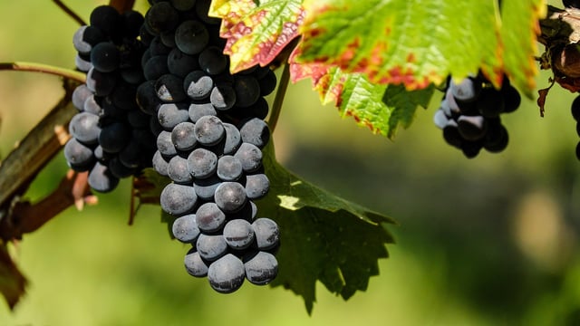 Vineyards can act as firebreaks as wildfire risks increase across Europe
