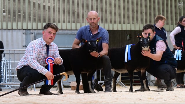 Double champion tops Ballymena export sale at 6,500gns