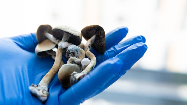 Revenue officers seize over 1kg of magic mushrooms