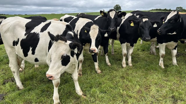 Dairy heifer calf births set to recover due to dairy AI usage