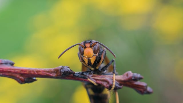 What are the risks to the Irish agri-environment from the Asian hornet?