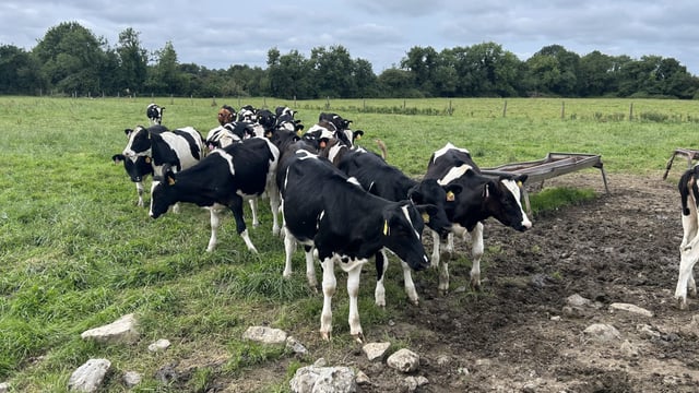 Weighing and monitoring your replacement heifer calves