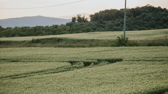 Farmers need 'absolute clarity' on RZLT to plan for future - Boyhan