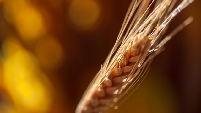New native grain opportunities within Irish distilling industry