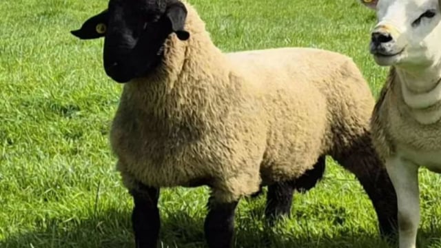 Pedigree Suffolk with estimated worth of €1,100 reported missing in Sligo