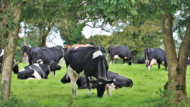 Do you need an extra set of eyes on your cows? Find help at the Ploughing