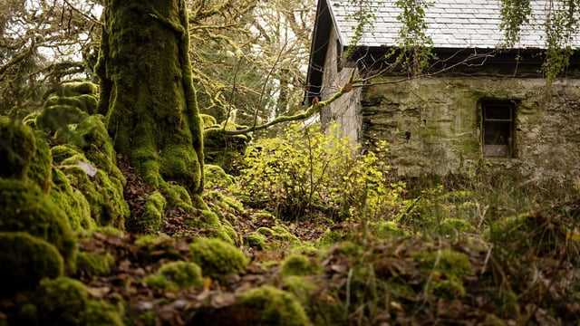 Coillte: 134,000ha 'now prioritised' for nature management