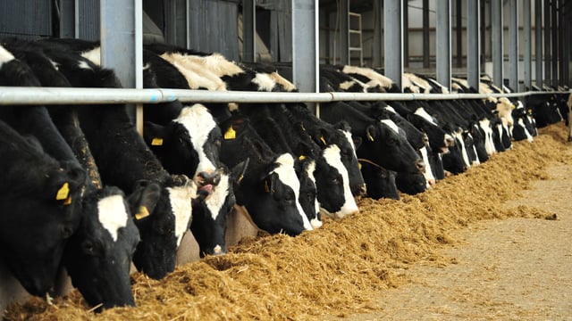 Balancing herd diets for winter milk production