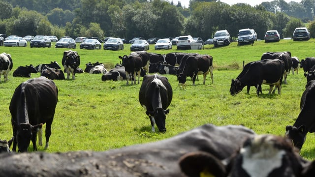 Watch: How 6 dairy farmers make milk quality a priority