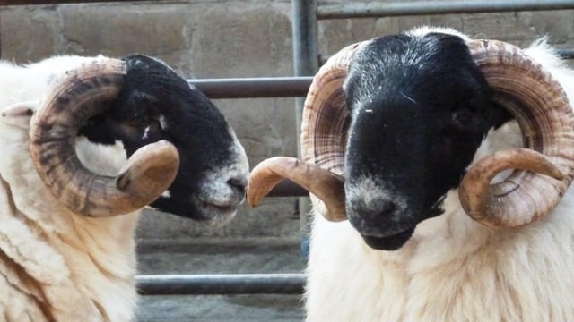 Multi-Breed Hill Ram sale set for Manorhamilton Mart in October