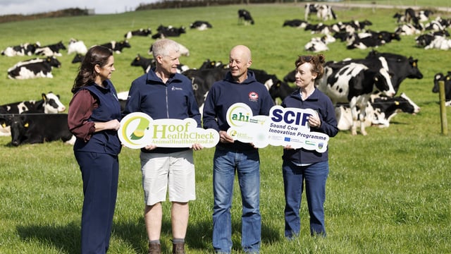 AHI dairy herd lameness initiative to start with 10 pilot farms
