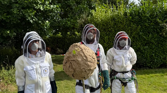 NPWS completes removal of Asian Hornet nest in Cork city