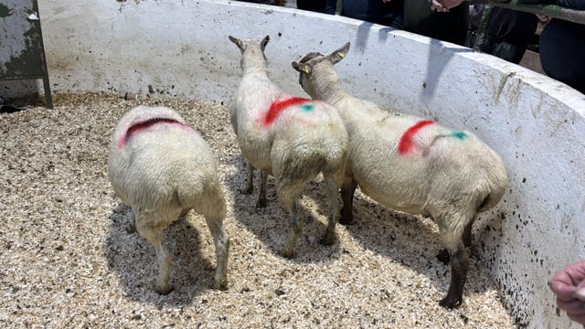 Sheep trade: Drop off in factory agent activity noticed at marts