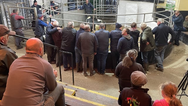 Mart trade: A look at the cattle prices from weekend sales