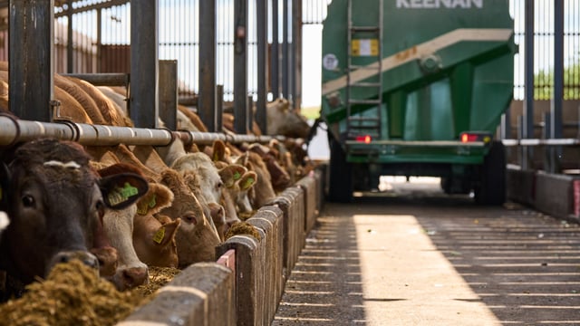 Increasing animal performance with a consistent mix quality