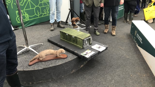 Gun clubs to be 'feet on ground' in new mink eradication pilot