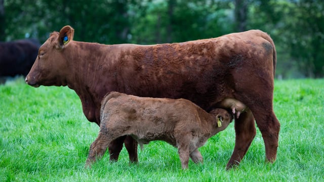 Tips for autumn-calving suckler farmers to keep in mind