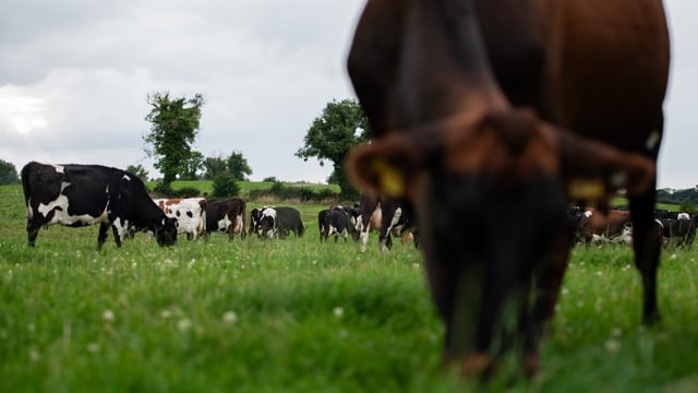 Who are the 2025 NDC &amp; Kerrygold Quality Milk Awards finalists?