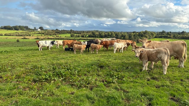 Solar-powered meal feeder in action at grass on Sligo beef farm