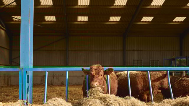 518,404 movements of cattle through dealer herd numbers last year - minister
