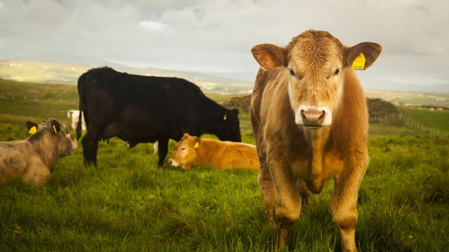 Cattle prices in UK could be impacted by 'wavering' consumer demand - report