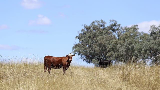 Beef industry in Australia to break records in 2025 - report