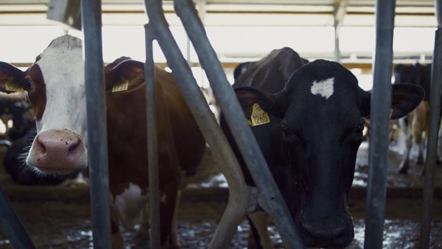 ICSA: TB compensation caps 'must rise' to reflect value of stock