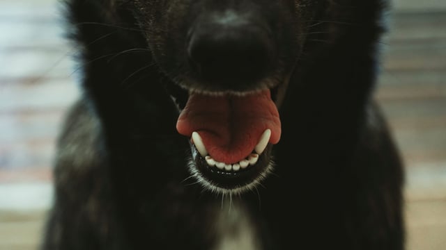 Agriculture minister highlights importance of rabies vigilance