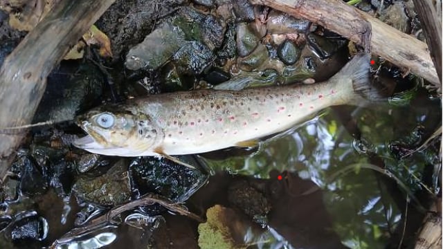 Dooley warns against speculation over 'causes' of Blackwater fish kill