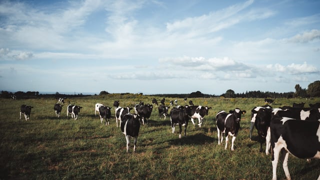 Commissioner wants information released on derogation farms linked to limited companies