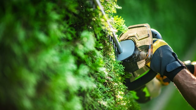 Minister 'not in a position' to introduce roadside hedge cutting grant