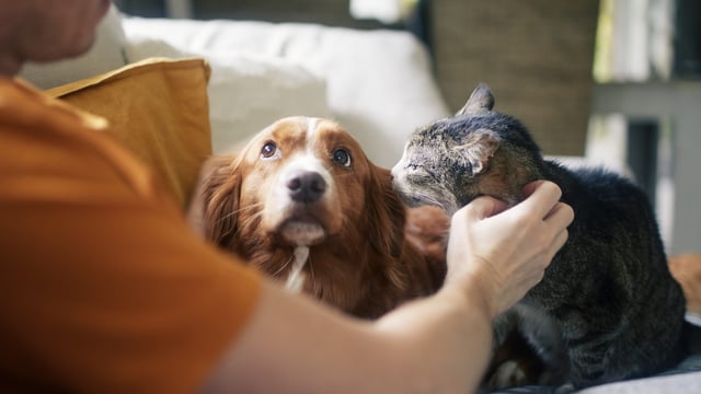 New BVA resource to help vets support clients to cut pets' carbon pawprint