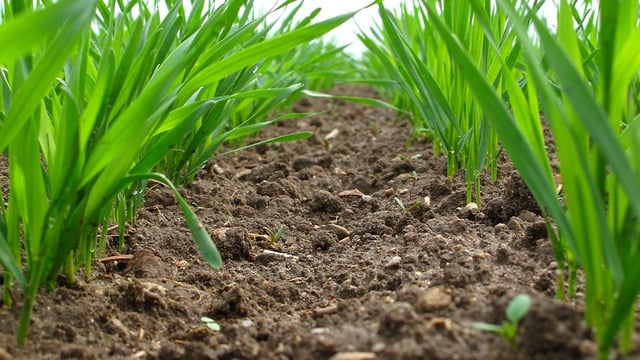 Research continues on farm soil carbon stocks in NI