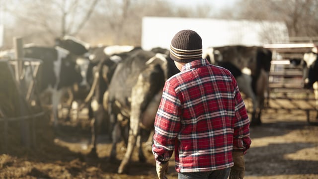 Ireland's family farms face a 'fight for survival' - agri committee chair