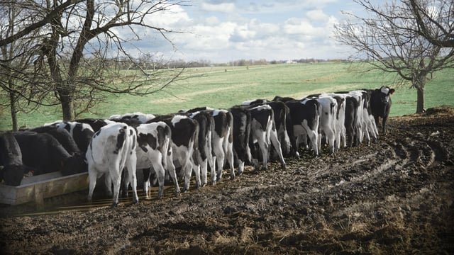DAFM told to release information about herds with 500 plus cattle