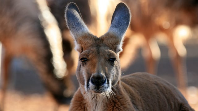 Why is kangaroo meat being banned in Belgium?
